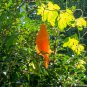 Ripe Orange Bitter Melon 5 PCS Seeds