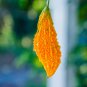 Ripe Orange Bitter Melon 5 PCS Seeds
