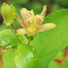 TRICYRTIS Japanese Toad Lily Flower 50 PCS Seeds TRICYRTIS Japanese Toad Lily Flower 50 PCS Seeds