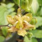 TRICYRTIS Japanese Toad Lily Flower 50 PCS Seeds