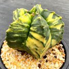 Astrophytum Myriostigma Variegata 10 PCS Seeds