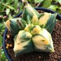 Astrophytum Myriostigma Variegata 10 PCS Seeds