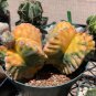 Astrophytum Myriostigma Variegata 10 PCS Seeds