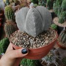 Astrophytum myriostigma kho-jo reverse fresh 10 PCS Seeds Astrophytum myriostigma kho-jo reverse fresh 10 PCS Seeds