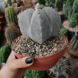 Astrophytum myriostigma kho-jo reverse fresh 10 PCS Seeds
