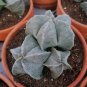Astrophytum myriostigma kho-jo reverse fresh 10 PCS Seeds