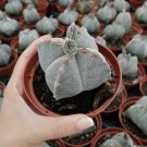 Astrophytum myriostigma 10 PCS Seeds