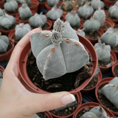 Astrophytum myriostigma 10 PCS Seeds