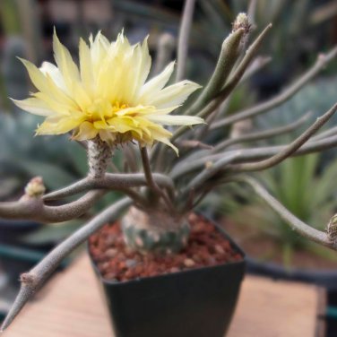 Astrophytum caput-medusae 10 PCS Seeds