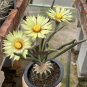 Astrophytum caput-medusae 10 PCS Seeds