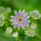 Astrantia Major The Great Masterwort 50 PCS Seeds Astrantia Major The Great Masterwort 50 PCS Seeds