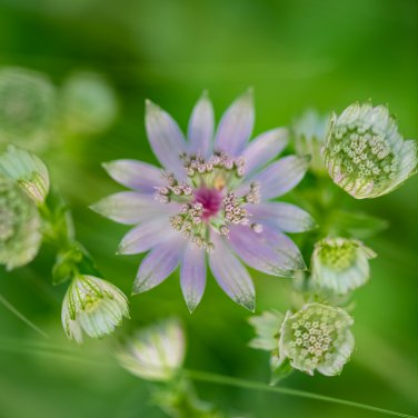 Astrantia Major The Great Masterwort 50 PCS Seeds