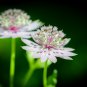Astrantia Major The Great Masterwort 50 PCS Seeds