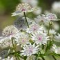 Astrantia Major The Great Masterwort 50 PCS Seeds