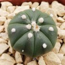 Astrophytum Cactus Flores Succulents 200 PCS Seeds Astrophytum Cactus Flores Succulents 200 PCS Seeds