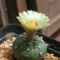 Astrophytum Cactus Flores Succulents 200 PCS Seeds