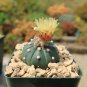 Astrophytum Cactus Flores Succulents 200 PCS Seeds
