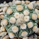 ASTROPHYTUM ASTERIAS NUDUM Cactus 10 PCS Seeds