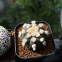 ASTROPHYTUM ASTERIAS NUDUM Cactus 10 PCS Seeds