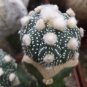 ASTROPHYTUM ASTERIAS NUDUM Cactus 10 PCS Seeds