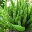 Asparagus densiflorus 'Myers' 100 PCS Seeds