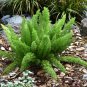 Asparagus densiflorus 'Myers' 100 PCS Seeds