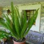 Asparagus densiflorus 'Myers' 100 PCS Seeds