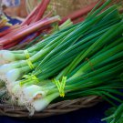 Asian Bunching Onion 5 PCS Seeds