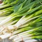 Asian Bunching Onion 5 PCS Seeds