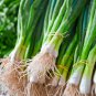 Asian Bunching Onion 5 PCS Seeds