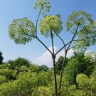 Ashitaba Standard Angelica Keiskei Koidzumi Certified Organic 5 PCS Seeds Ashitaba Standard Angelica Keiskei Koidzumi Certified Organic 5 PCS Seeds