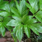 Ashitaba Plant 40 PCS Seeds