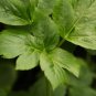 Ashitaba Plant 40 PCS Seeds