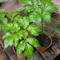 Ashitaba Plant 40 PCS Seeds