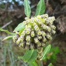 Asclepias viridiflora Green Comet Milkweed 10 PCS Seeds