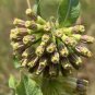 Asclepias viridiflora Green Comet Milkweed 10 PCS Seeds