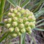 Asclepias viridiflora Green Comet Milkweed 10 PCS Seeds