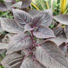 Aromatic Purple Perfection Dual-Sided Shiso 1000 PCS Seeds
