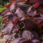 Aromatic Purple Perfection Dual-Sided Shiso 1000 PCS Seeds