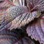 Aromatic Purple Perfection Dual-Sided Shiso 1000 PCS Seeds