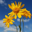 Arnica Montana Flower 50 PCS Seeds