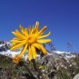 Arnica Montana Flower 50 PCS Seeds