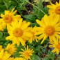 Arnica Montana Flower 50 PCS Seeds