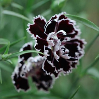 arnation 'Black and White Minstrel' Flowers 20 PCS Seeds
