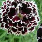 arnation 'Black and White Minstrel' Flowers 20 PCS Seeds