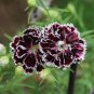 arnation 'Black and White Minstrel' Flowers 20 PCS Seeds