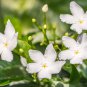 Arabian Jasmine Pure White Jasmine Plant Beautiful Bonsai Flower 10 PCS Seeds