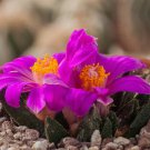 Ariocarpus scapharostrus 10 PCS Seeds Ariocarpus scapharostrus 10 PCS Seeds