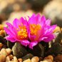Ariocarpus scapharostrus 10 PCS Seeds