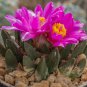Ariocarpus scapharostrus 10 PCS Seeds